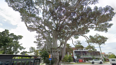 Photo of Wynnum says goodbye to (very) longstanding fig tree